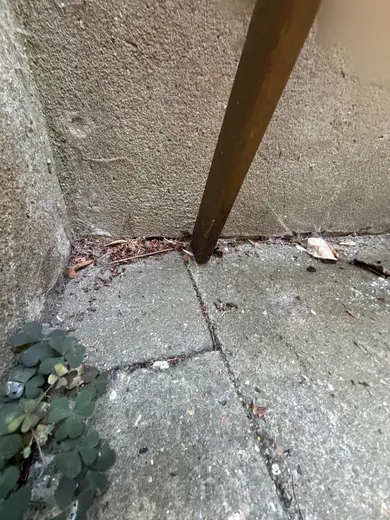 Photograph from exterior taken during the damp survey