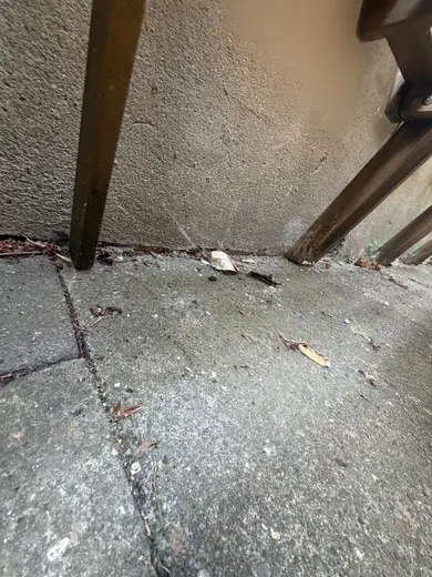 Photograph from exterior taken during the damp survey