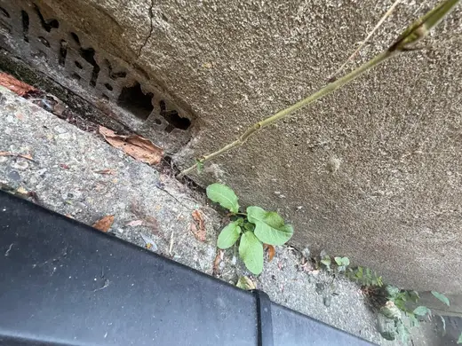 Photograph from exterior taken during the damp survey