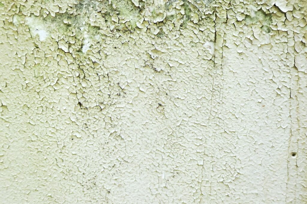 Mould Removal London: When to Call a Specialist and What to Expect