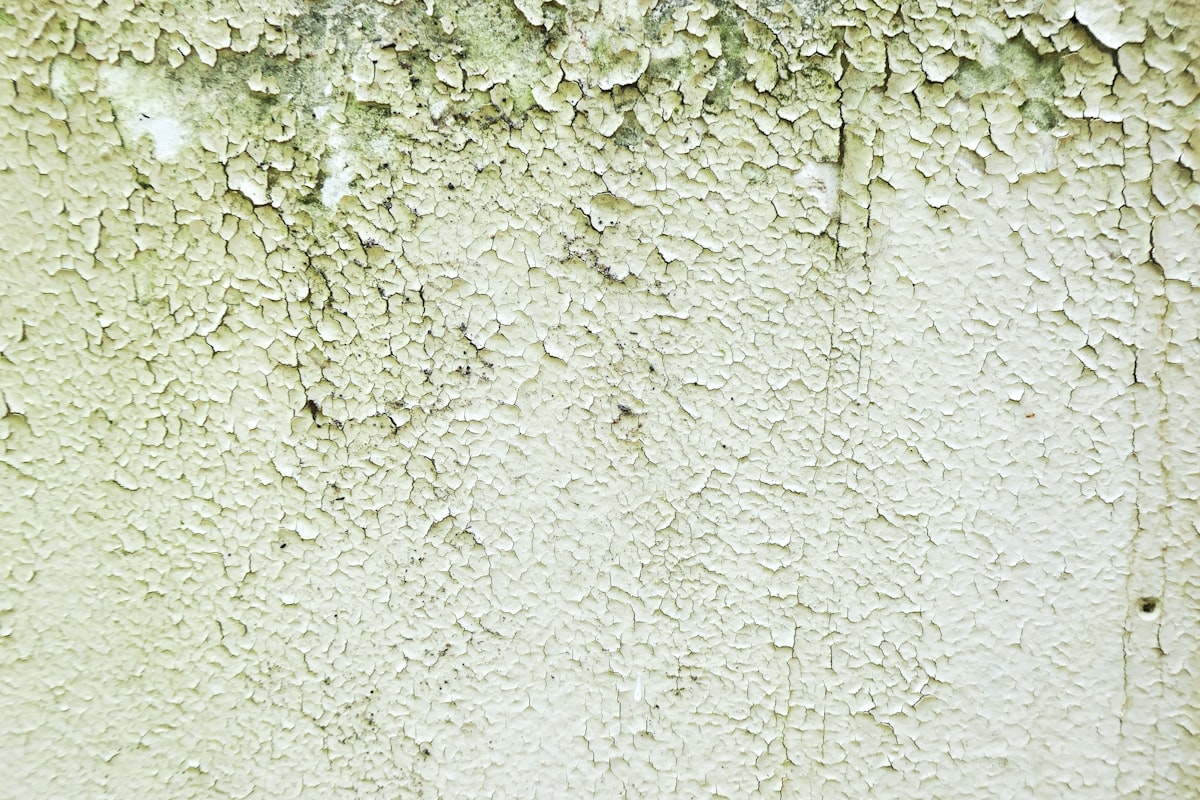 Mould Removal London: When to Call a Specialist and What to Expect