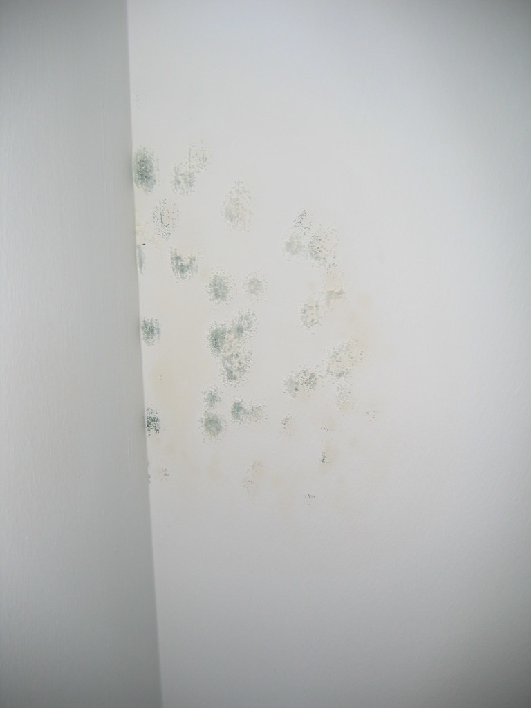 Awaab’s Law Deadlines: How Quickly Must Landlords Fix Damp and Mould?