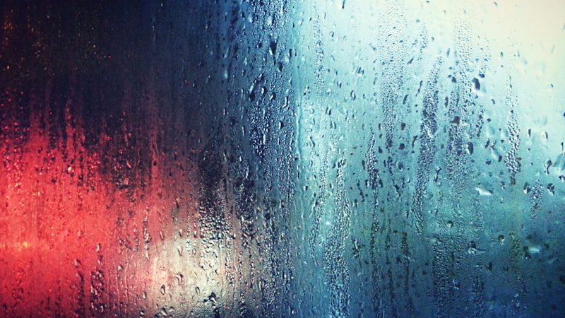 What Are Black Mould Spores and How Do They Spread in Your Home?
